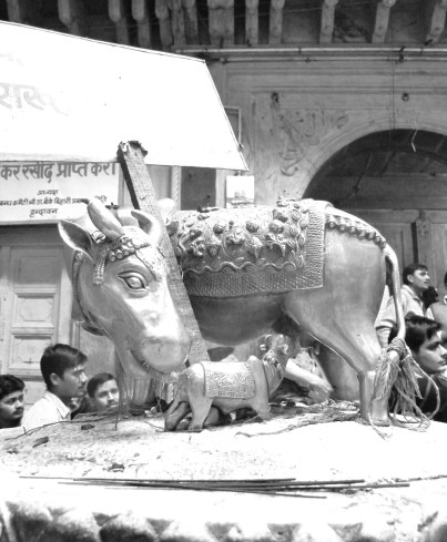 heilige kuh holy cow vrindhavan ayurveda ghee copyright by julia wunderlich