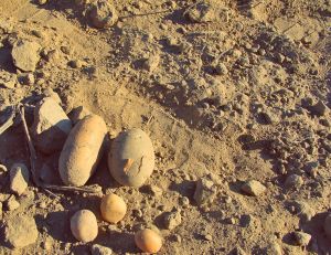 kartoffelernte kartoffelacker ayurveda-ernaehrung ayurveda-kartoffeln makro-kosmos naehrung nourishmanet rolling-tiger copyright by julia-wunderlich