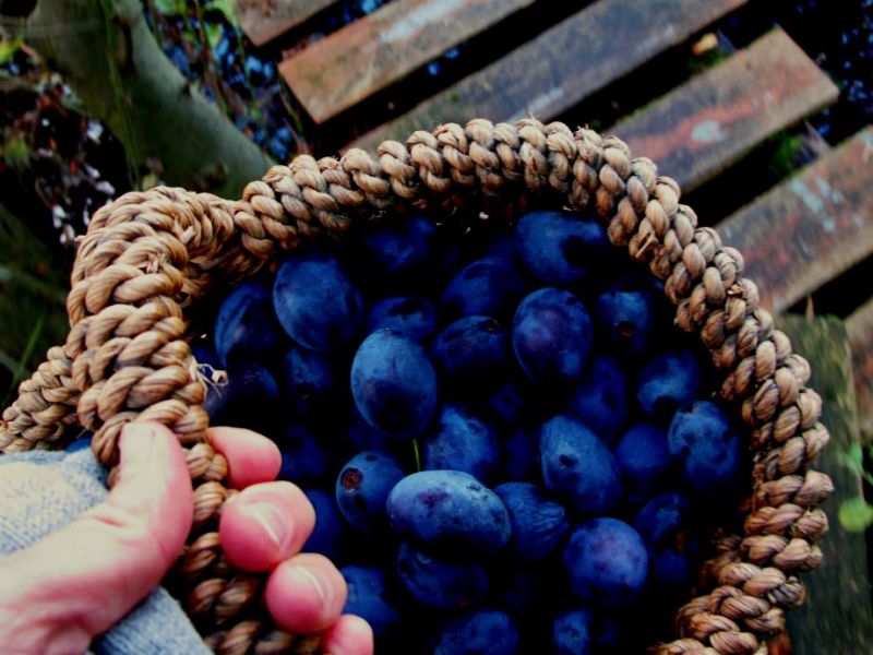 Pflaumenchutney mit Rotwein