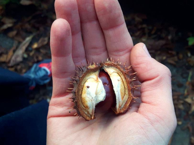 ayurveda rolling tiger berlin