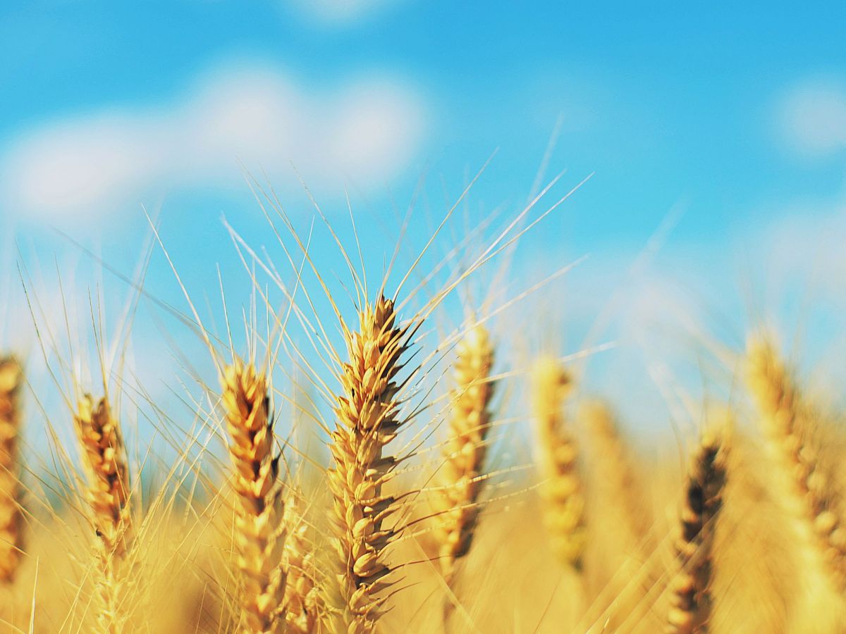 Wie gesund ist Glutenfreie Ernährung&nbsp;wirklich?